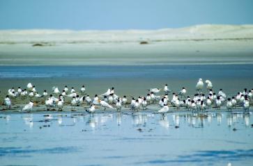 San Quintin Beach