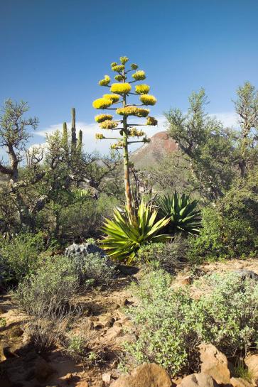 Agave Shawii Coastal Agave