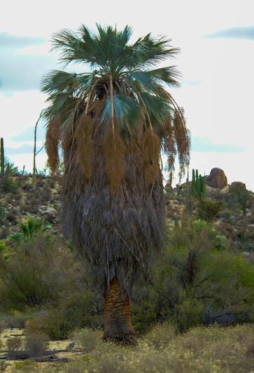 Blue Fan Palm