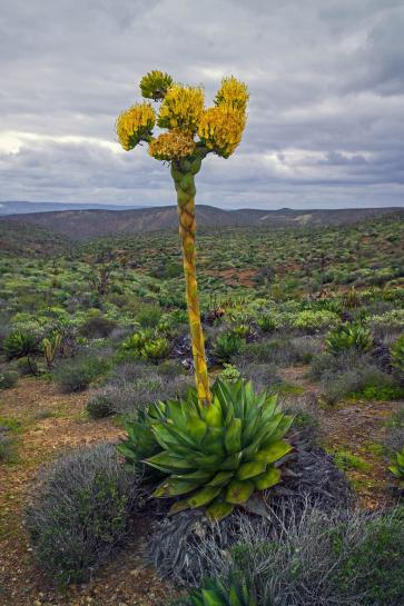 Coastal Agave