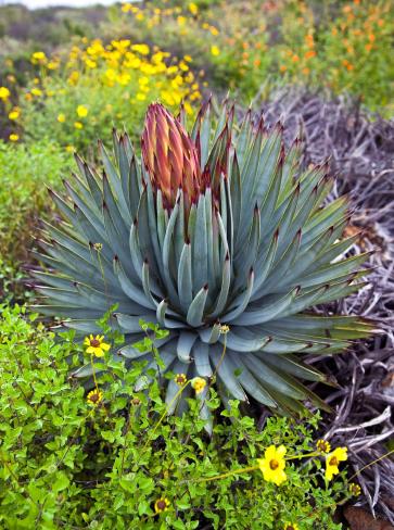 Desert Agave