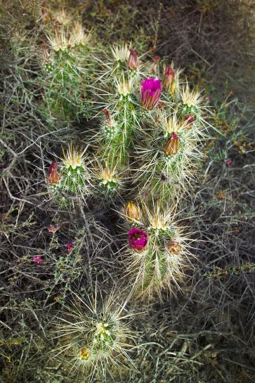 Echinocereus Strawberry