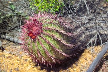 Ferrocactus Gracillis Barrel