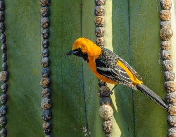 Hooded Oriole