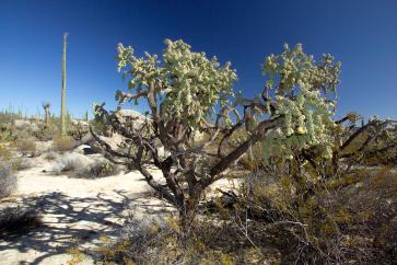 Opuntia Cholla Chainlink