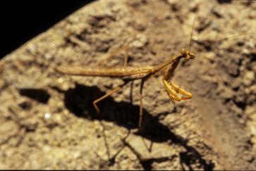 Phasmatode