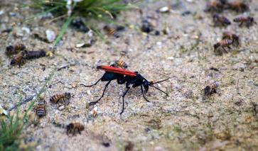 Tarantula Hawk