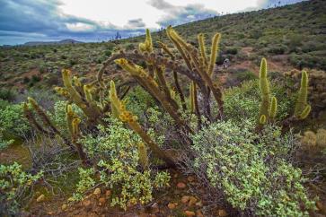 Velvet Cactus