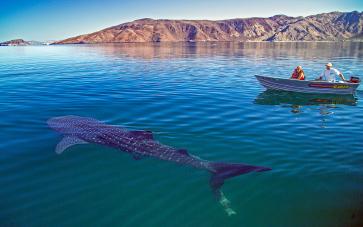 Whale Shark